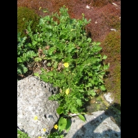Geum urbanum var. Strictum (fam Rosacees) (Nouvelle-Zelande) (1)